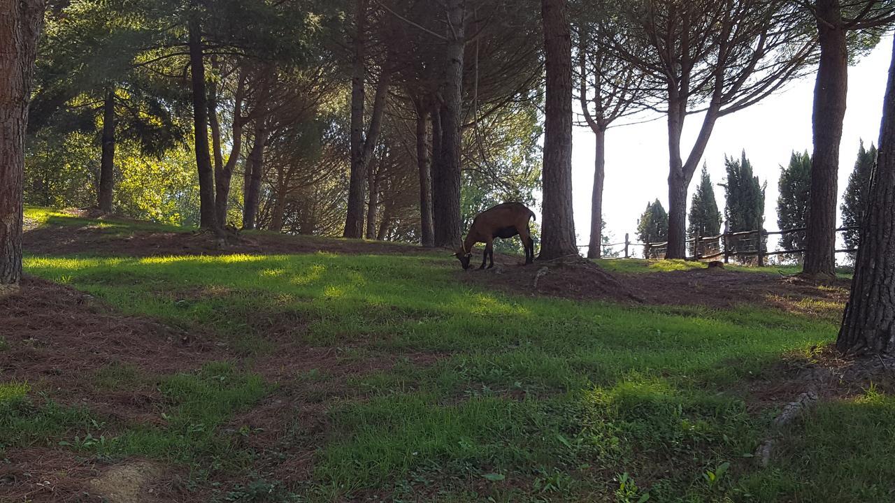 Podere Montese Villafranca in Lunigiana Exterior foto